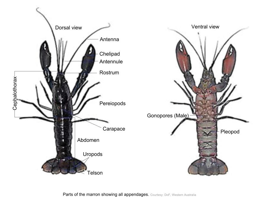 Parts of the marron showing all appendages. Courtesy: DoF, Western Australia Dorsal view Antenna   Chelipad Antennule Rostrum Pereiopods Carapace Abdomen Uropods   Telson Ventral view Gonopores (Male) Pleopod Cephalothorax