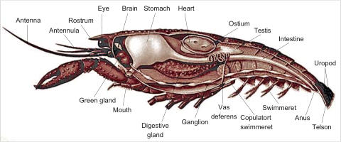 Internal organs of a Marron